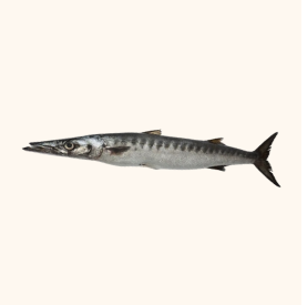 barracuda