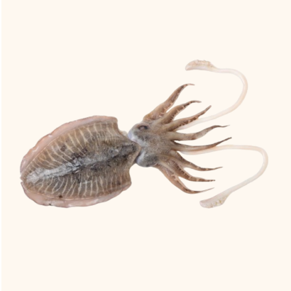 cuttle fish whole cuttle fish whole