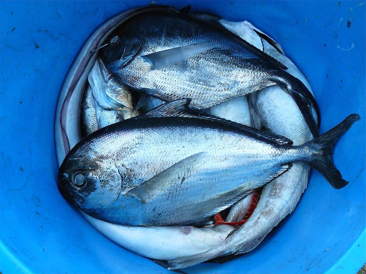 services-03 An assortment of freshly caught fish displayed in a vibrant blue bucket, showcasing seafood freshness.