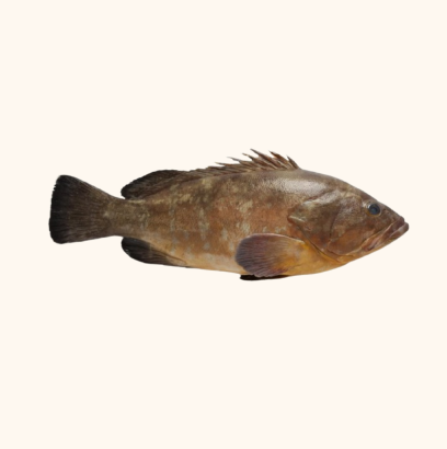 grouper