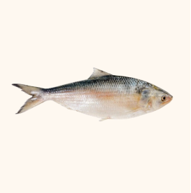 hilsa
