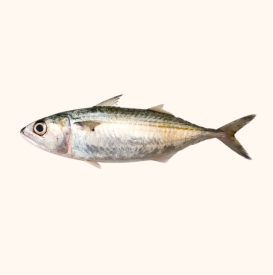 indian mackerel