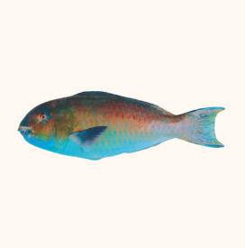 parrot fish