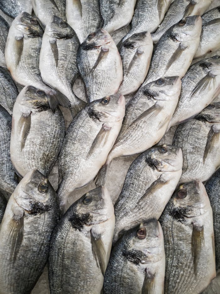 services-01 Close-up of fresh sea bream fish stacked on ice at a seafood market, highlighting freshness and quality.