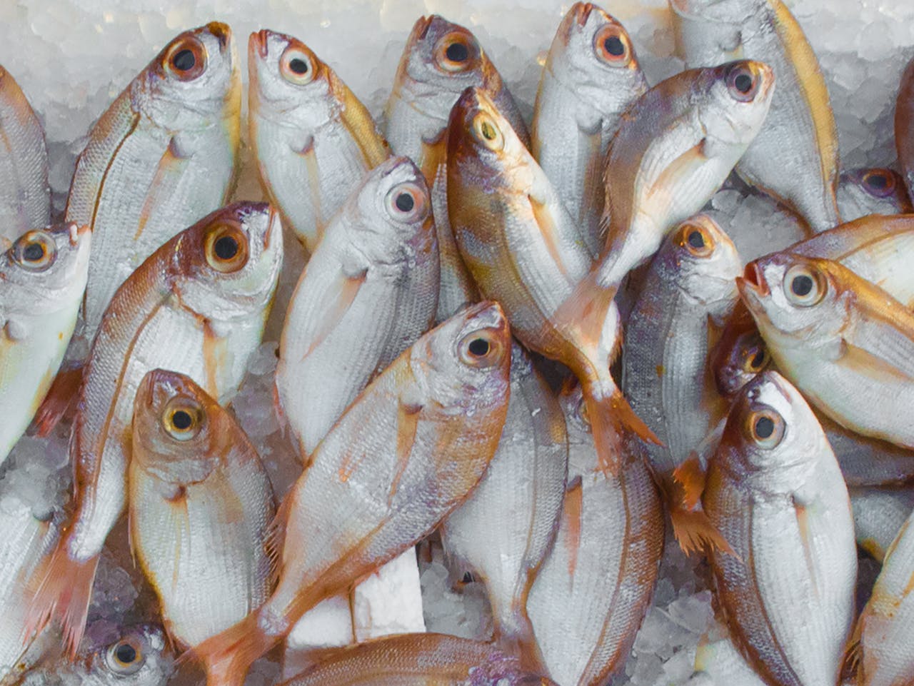 story-02 A vibrant display of fresh fish on ice at a seafood market, highlighting marine bounty.