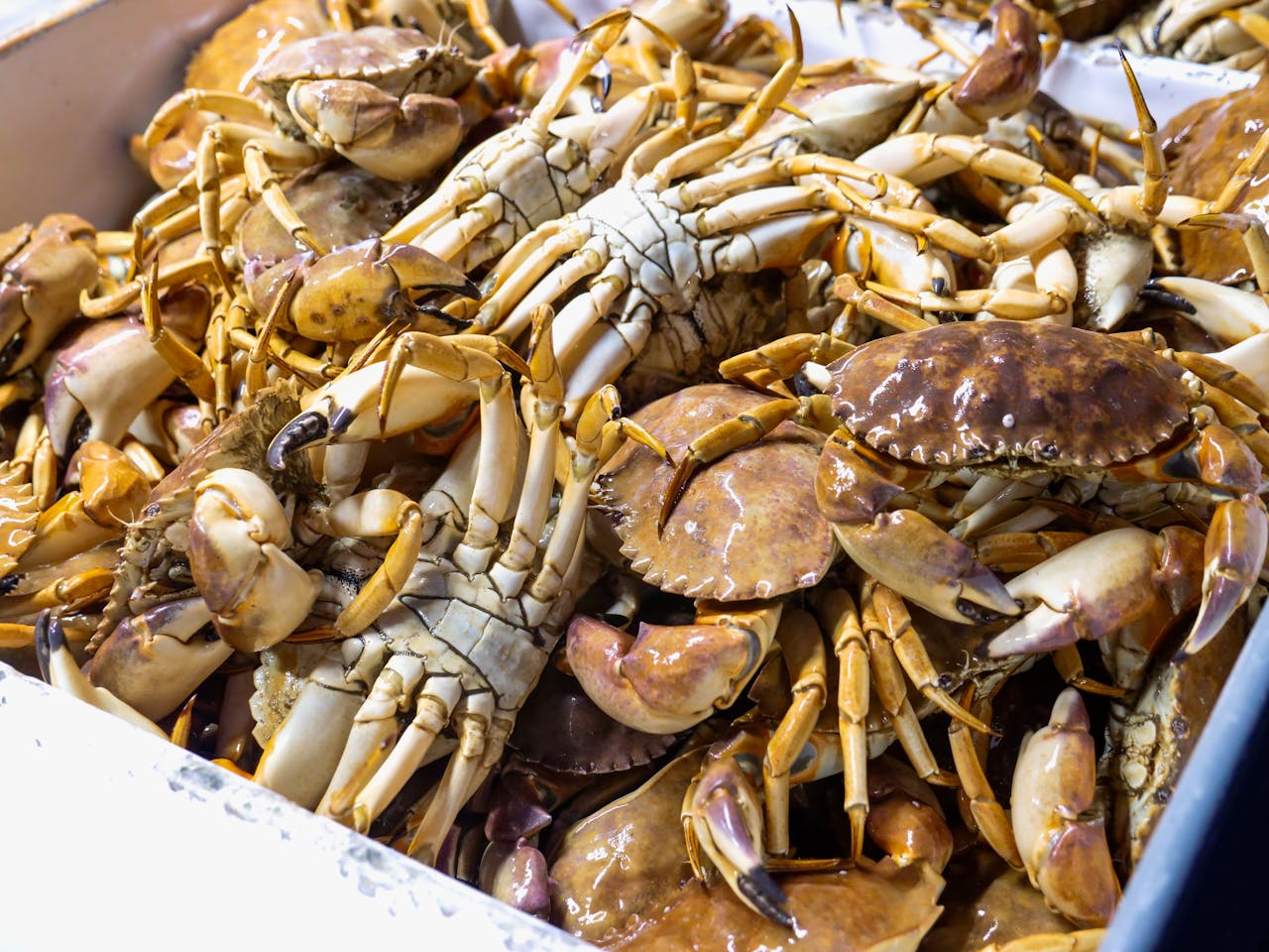 Close-up of abundant fresh Dungeness crabs, highlighting seafood richness and market freshness.