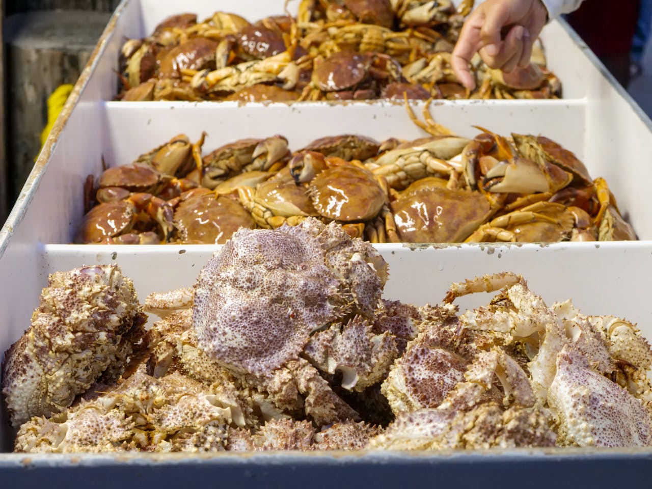 story-01 A selection of fresh crabs including stone crabs, displayed in a seafood market setting.