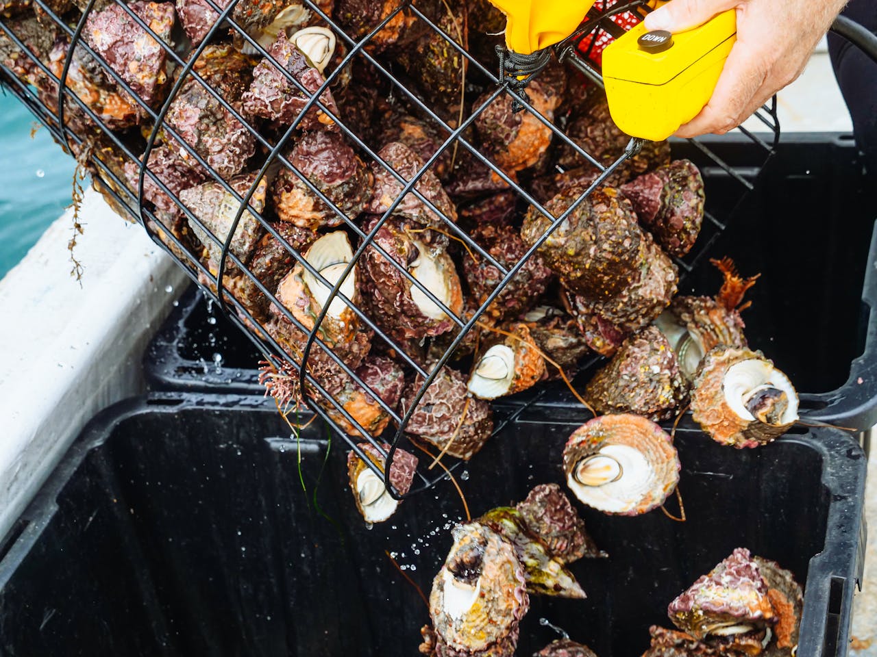 Sea snails being unloaded from a fishing net, showcasing marine bounty and fishing activity.