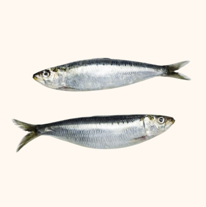 sardine