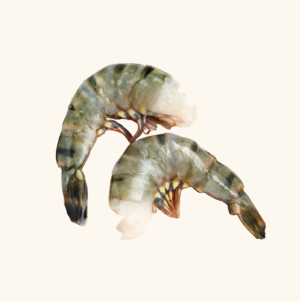 shrimps hlso shrimps hlso