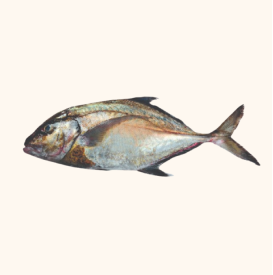 trevally