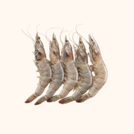 vannamei shrimp vannamei shrimp