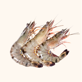 wild shrimp frozen